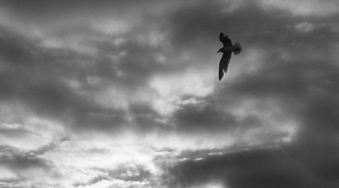 Photo Friday: Boston Harbor Birds