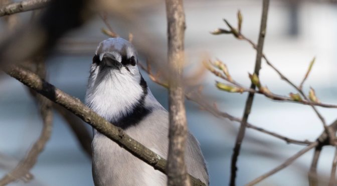 Blue Jays and Squirrels oh my!