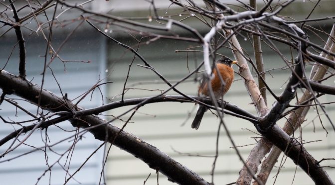 Robins in the Rain