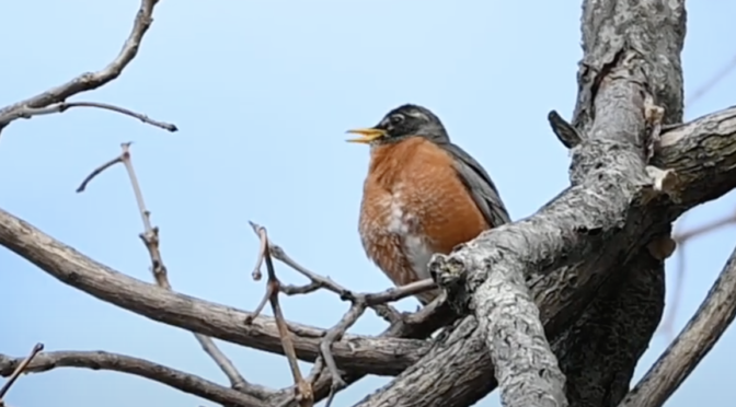 Singing robin