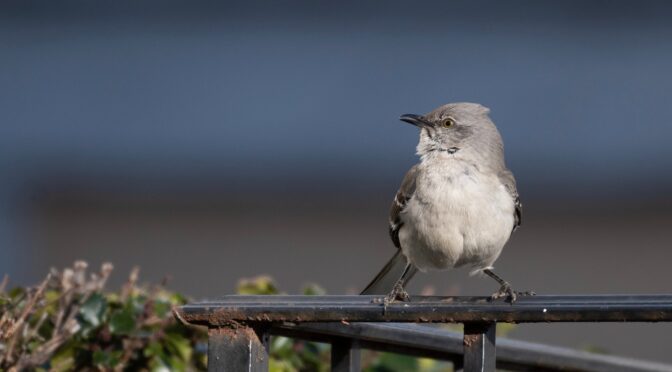 Northern Mockingbird